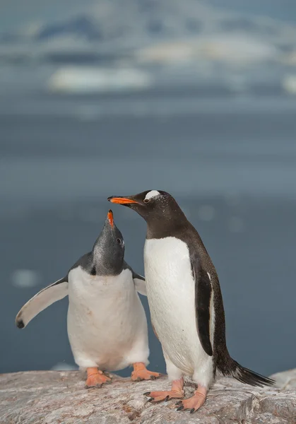 Gentoo pinguino alimentazione pulcino — Foto Stock