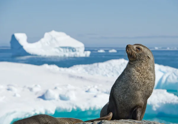 Antarctische pelsrobben rusten op de steen — Stockfoto