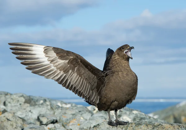 Skua antártico com asas abertas — Fotografia de Stock