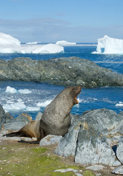 Antarktika kürk mührü sahilde dinleniyor — Stok fotoğraf