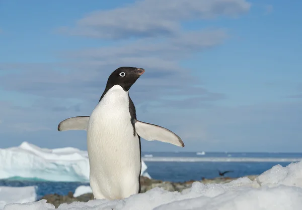 Karlı tepede duran Adelie pengueni