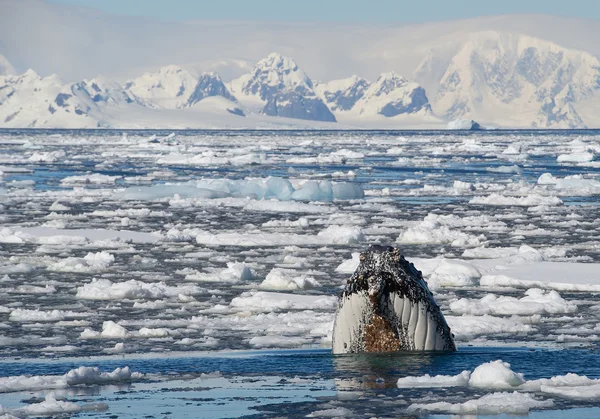 Горбатий кит дивиться з блакитного моря — стокове фото