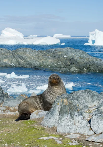 Antarctische pelsrobben rustend op het strand — Stockfoto