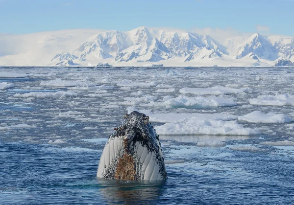 Baleia jubarte olhando do mar azul — Fotografia de Stock