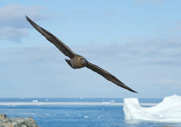 Antarktické skua v letu — Stock fotografie