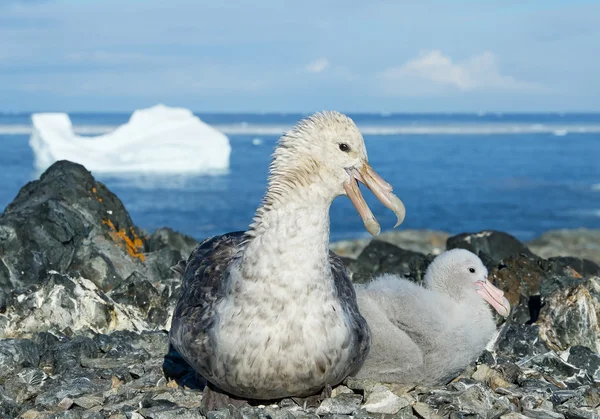 Giant Petrel met Chick in het nest — Stockfoto