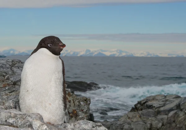 Портрет Аделі пінгвін — стокове фото