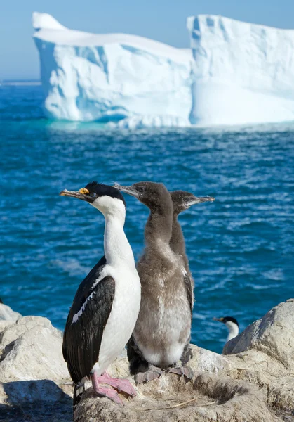 Imperial shag standing on the rock — Stock Photo, Image