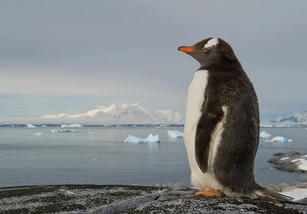 Gentoo pengueni kayanın üzerinde duruyor. — Stok fotoğraf