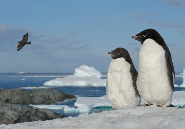 Karlı tepede duran iki Adelie pengueni