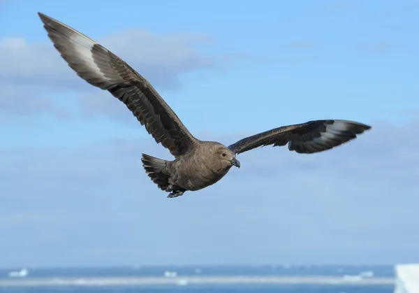 Antarktické skua v letu — Stock fotografie