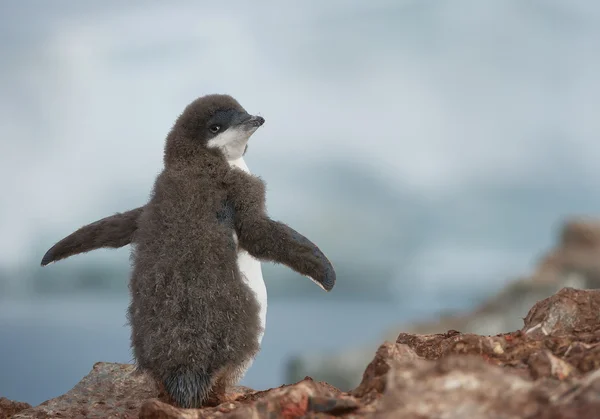 Молодой пингвин Адели — стоковое фото