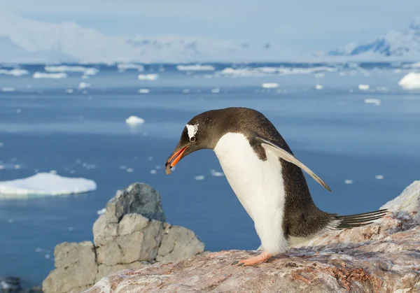 Gentoo pingüino construyendo su nido — Foto de Stock