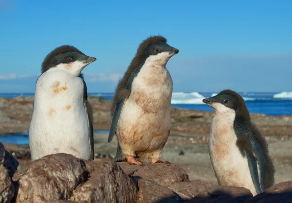 Трьох молодих пінгвіни Аделі, що — стокове фото