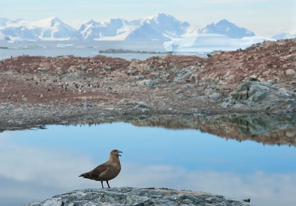 Antarctic skua standing on the rock — Stock Photo, Image