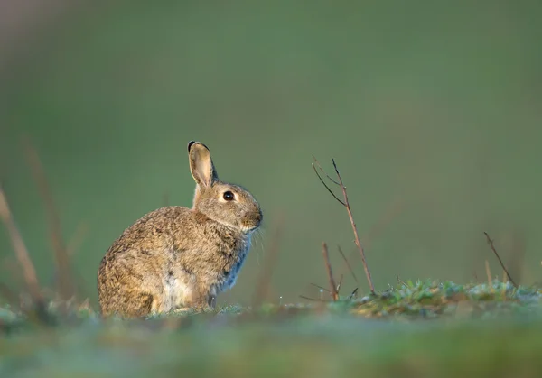 Konijn, zittend in het gras — Stockfoto