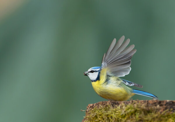 Eurasian blue tit taking off 