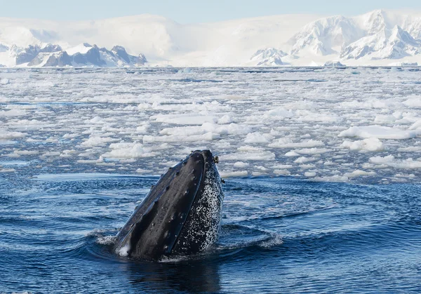 Knölval tittar från blå havet — Stockfoto