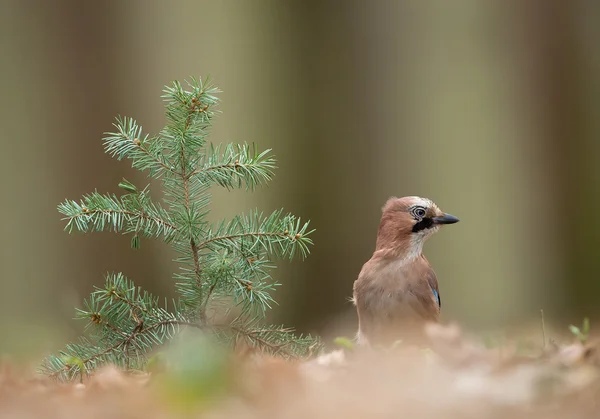 Europeu gaio de pé ao lado da pequena árvore — Fotografia de Stock