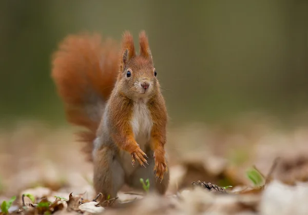 Röda ekorren tittar på fotograf — Stockfoto