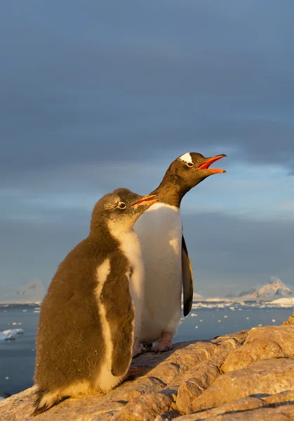 Gentoo Pinguino con pulcino — Foto Stock