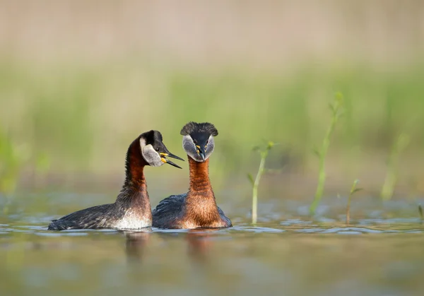 Par de grebes de cuello rojo —  Fotos de Stock