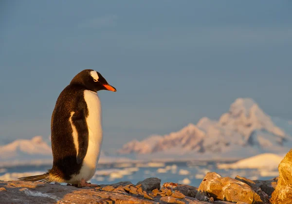 Gentoo pengueni kayanın üzerinde duruyor. — Stok fotoğraf