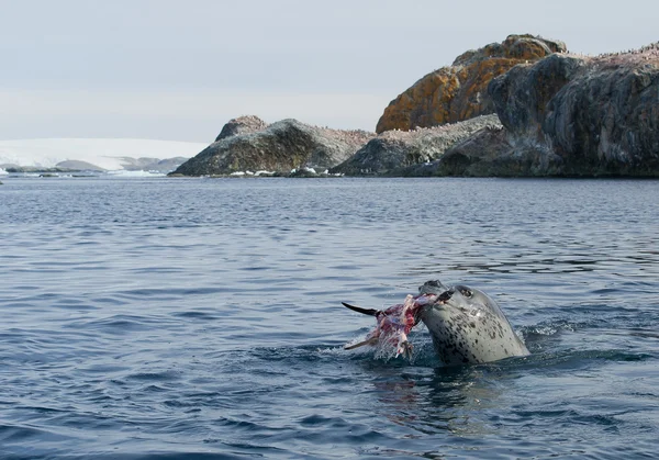 Foca leopardo comiendo pingüino —  Fotos de Stock