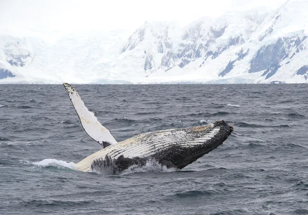 Humpback whale breaching — Stock Photo, Image