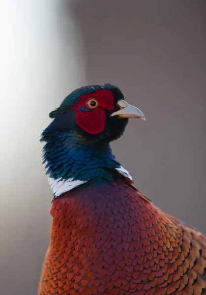 Обыкновенный фазановый портрет Стоковое Фото