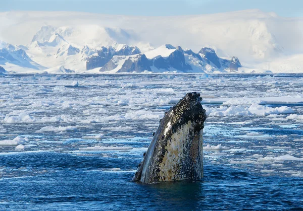 Горбатий кит дивиться з блакитного моря Стокове Зображення