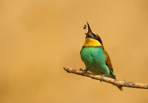 European bee eater with insect — Stock Photo, Image