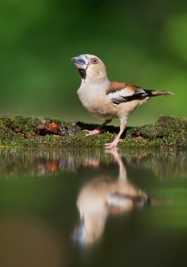 Gölün kenarında duran Avrupa bayağı kocabaş