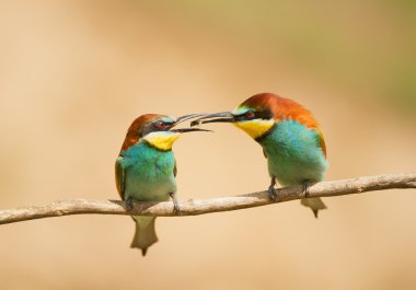 Erkek arı yiyen böcek teslim etme