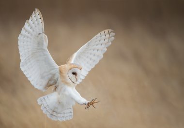 Barn owl in flight just before attack clipart