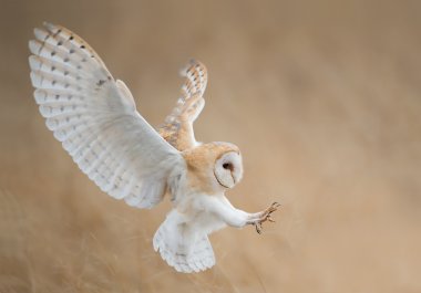 Barn owl in flight just before attack clipart