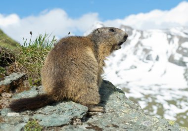 Boulder Alp Dağ sıçanı ayakta