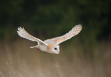 Barn owl in flight clipart