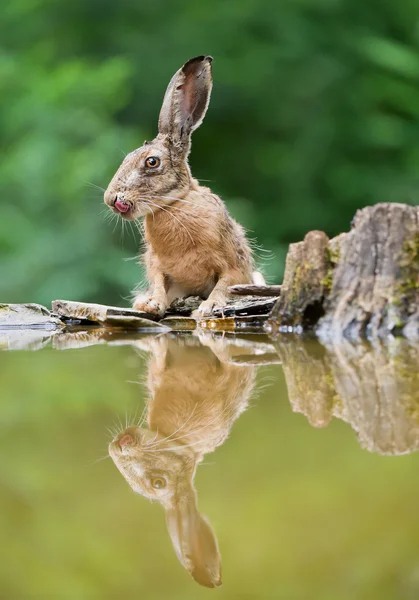 European hare portrait — Stock Photo, Image
