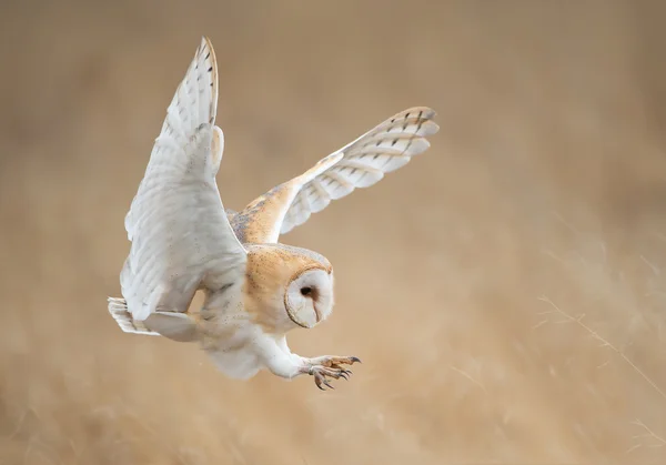 Kerkuil in vlucht vlak voor aanval — Stockfoto