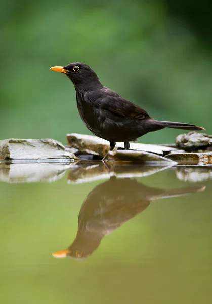 Pássaro negro comum em pé na borda da lagoa — Fotografia de Stock