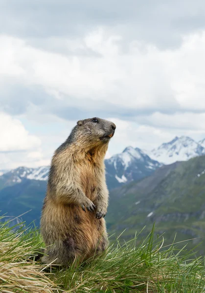 Marmotta alpina in piedi sull'erba — Foto Stock