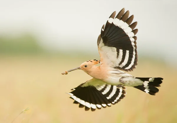 Eurasischer Wiedehopf im Flug — Stockfoto