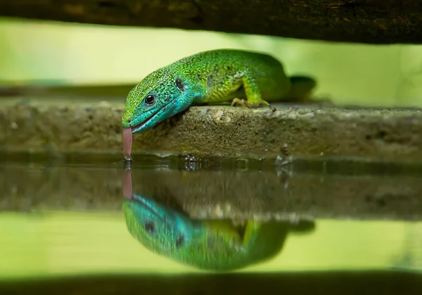 European green lizard — Stock Photo, Image