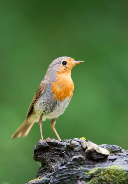 Europæisk fælles robin - Stock-foto