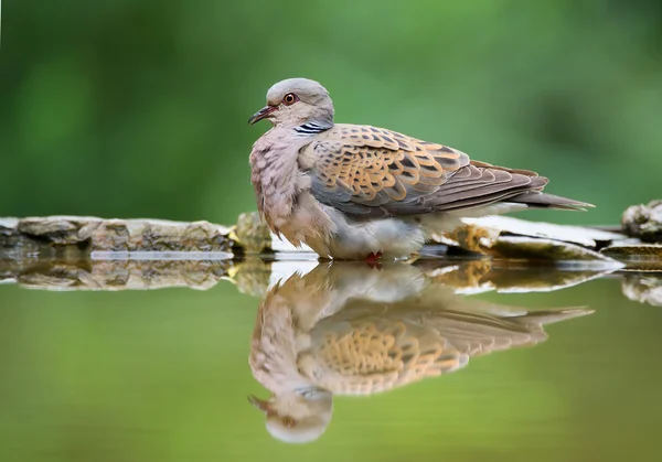 Schildkrötentaube sitzt am Rand des Trinkteiches — Stockfoto