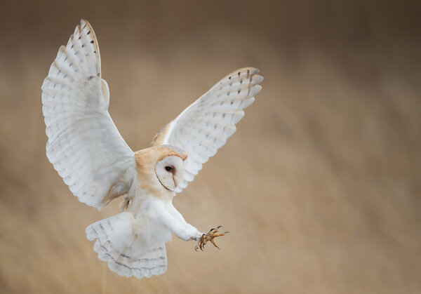 Barn owl in flight just before attack