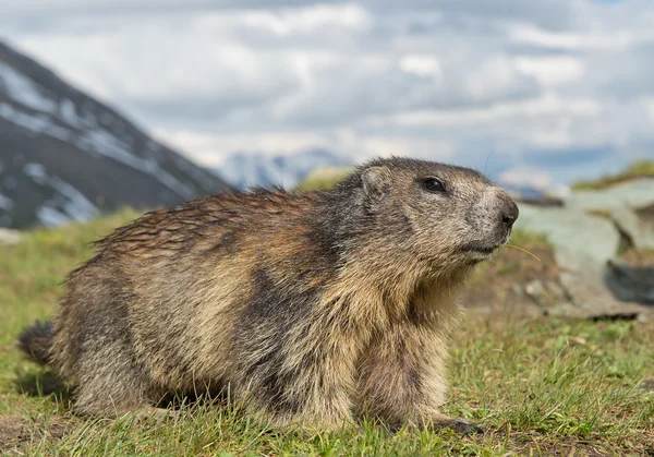 Alpenmarmot closeup — Stockfoto