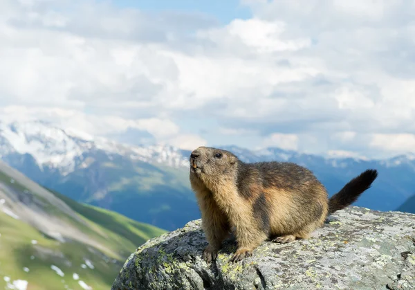 Marmota alpina em pé no pedregulho — Fotografia de Stock