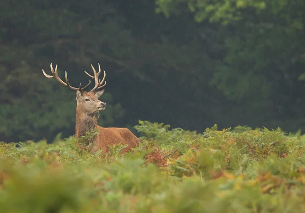 Male of red deer standing in high fern